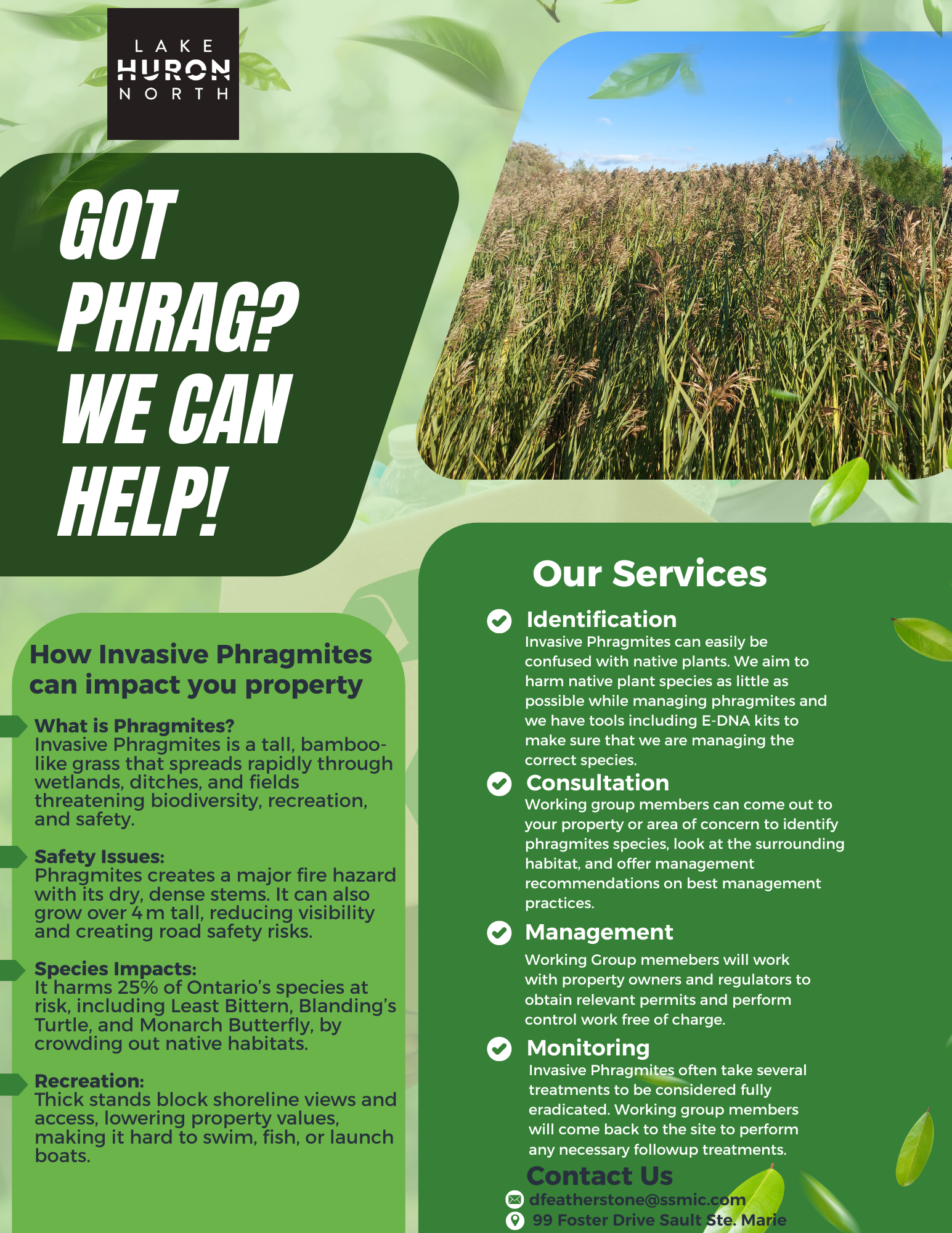 Invasive Phragmites