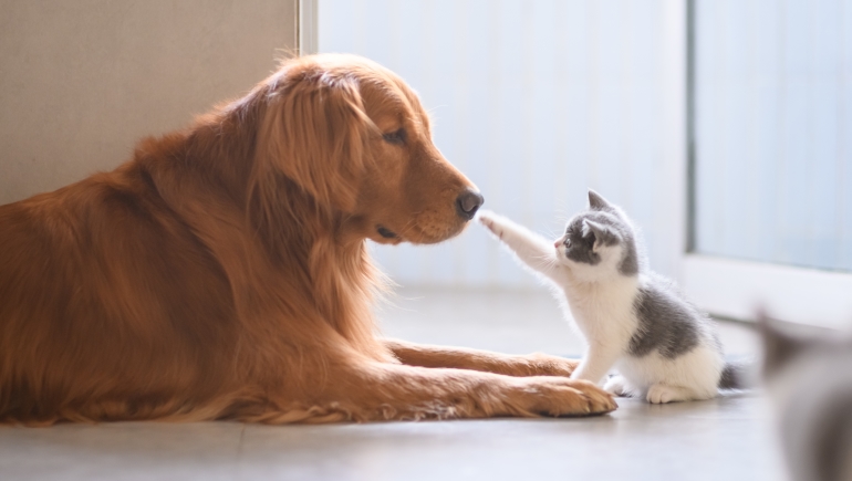 Dog and Cat