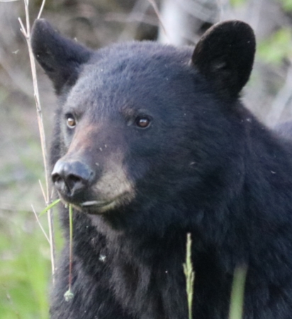 Black Bear