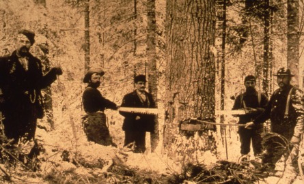 Men cutting trees