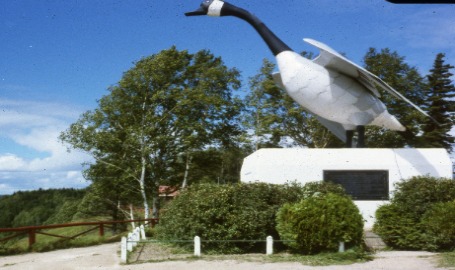 Picture of old goose