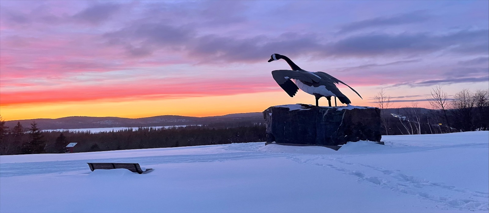 New Wawa goose