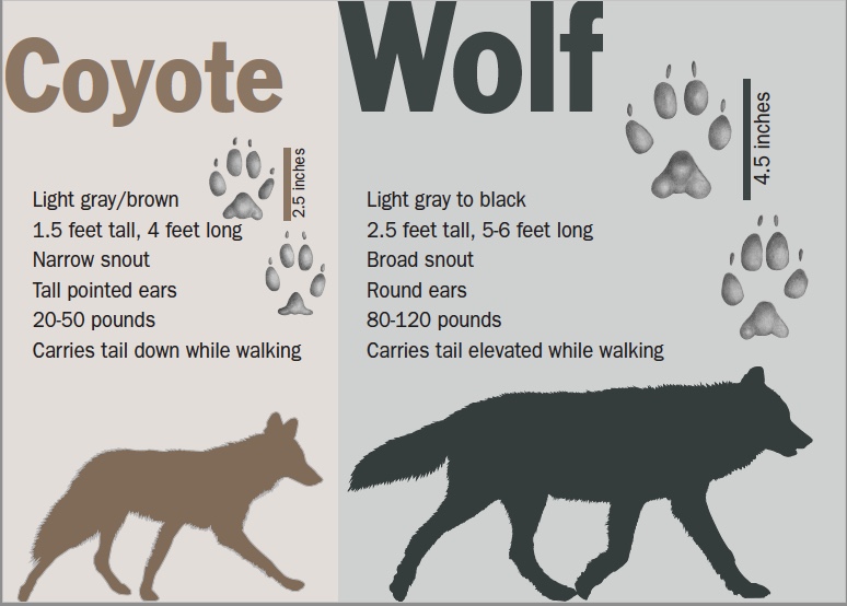 Description between coyote and wolf