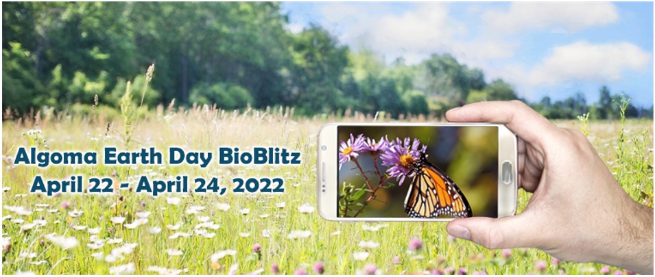 Cell phone in a field of flowers