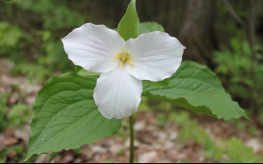 Trillium flower